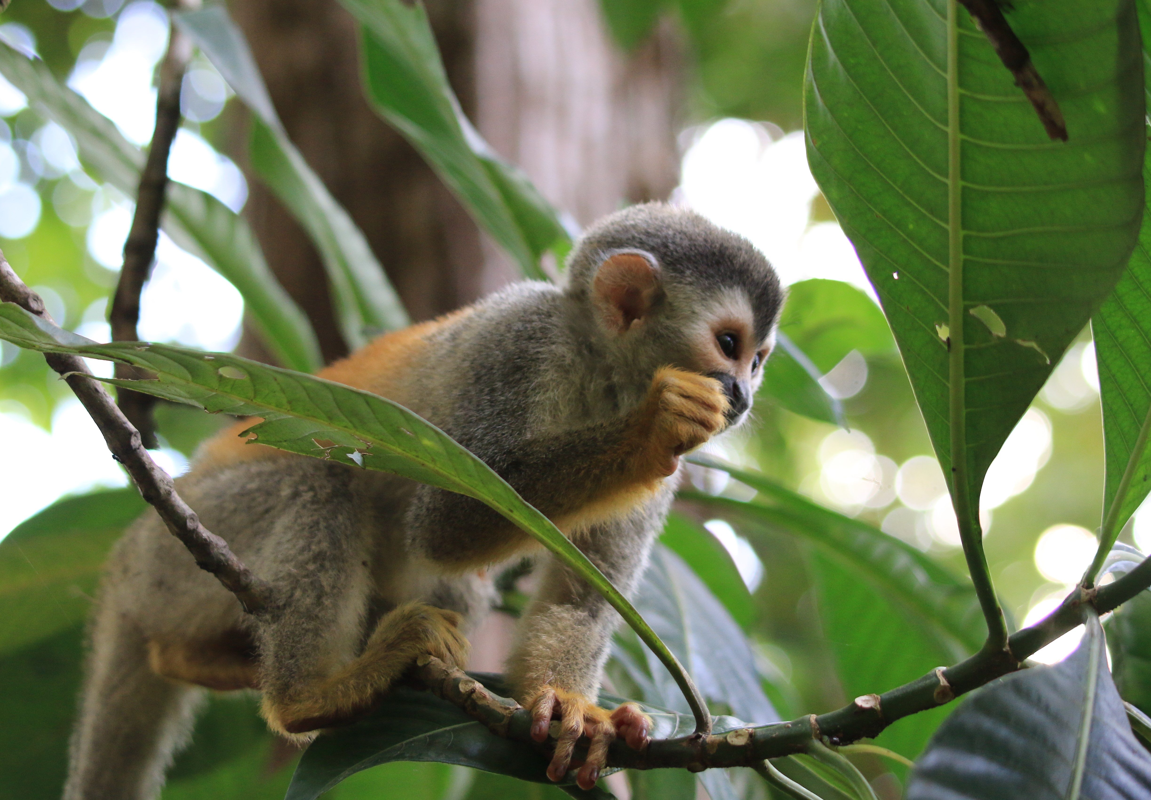 Costa Rica